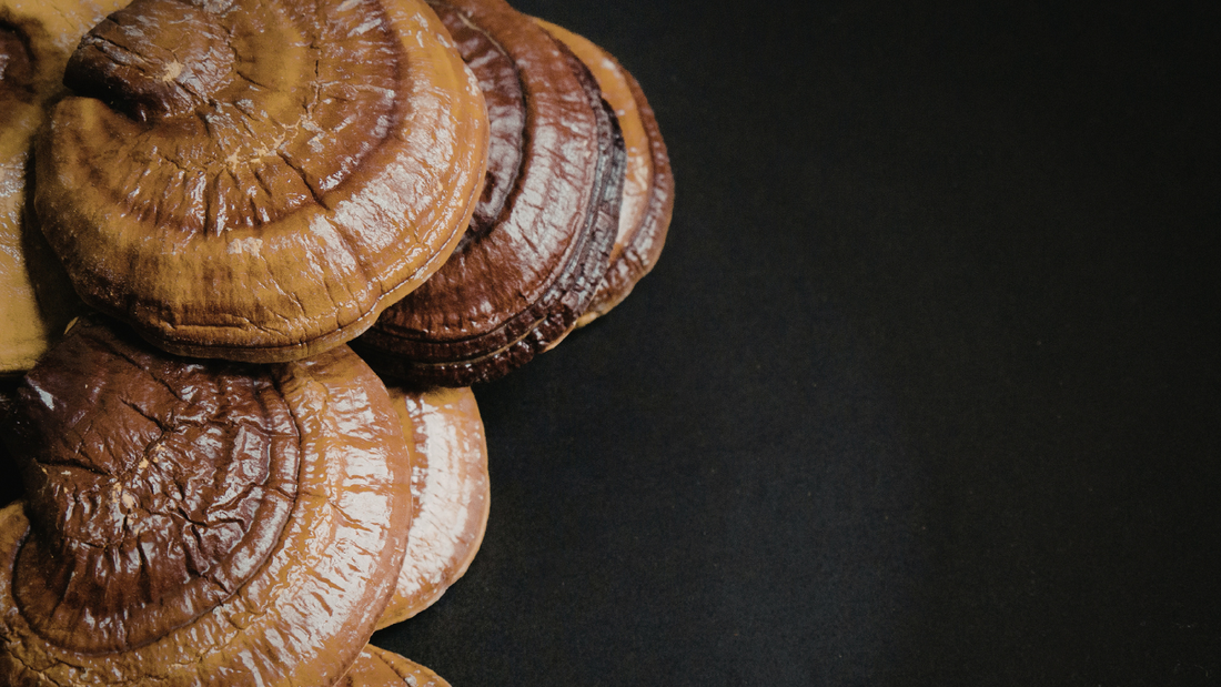Reishi für Balance und Immunsystem