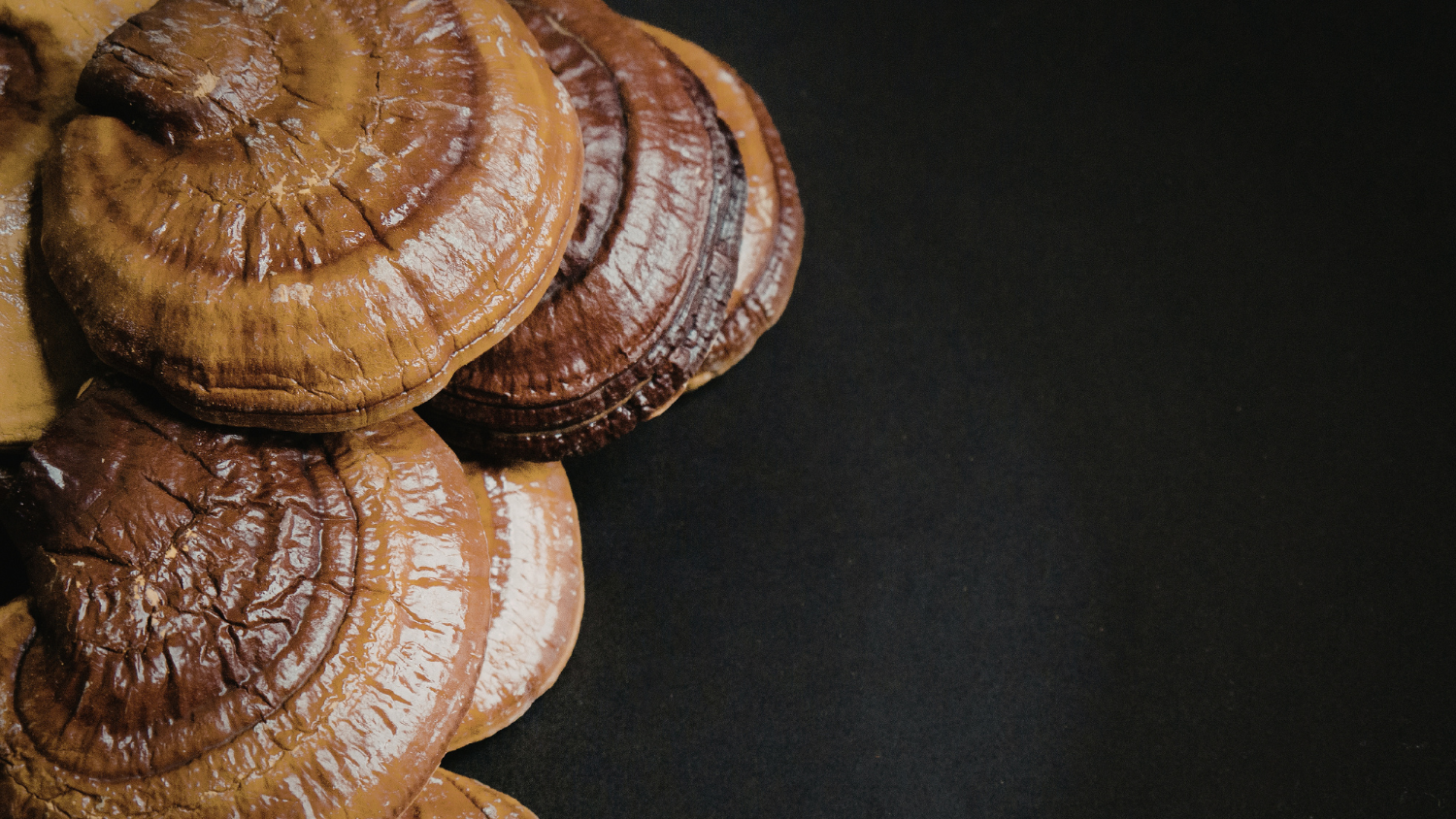 Reishi für Balance und Immunsystem