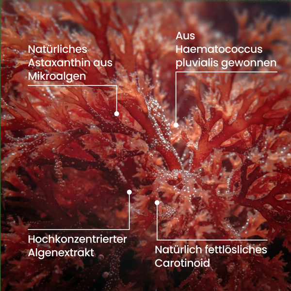 Astaxanthin | 180 Kapseln