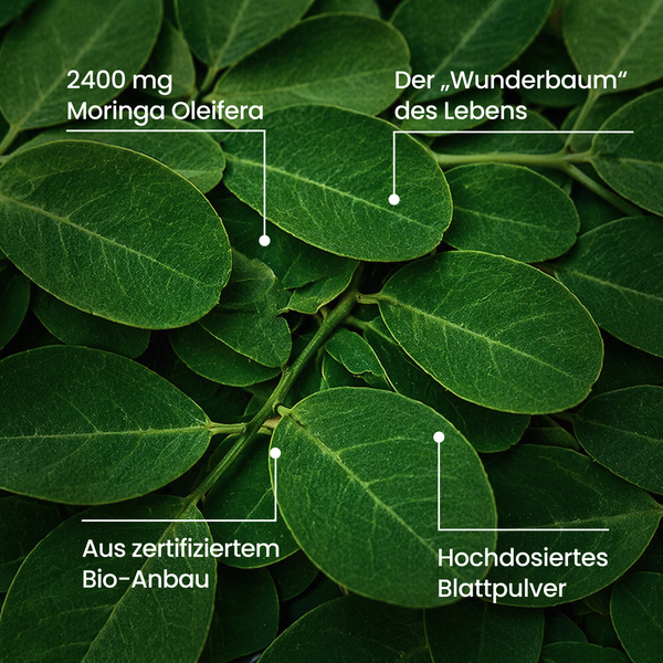 Moringa BIO | 270 Kapseln